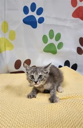 A baby small-sized female Domestic Short Hair cat named Delta for adoption in Chatsworth, CA