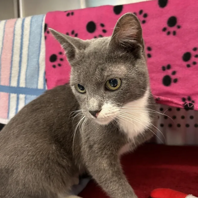 Farafalle thumbnail 2