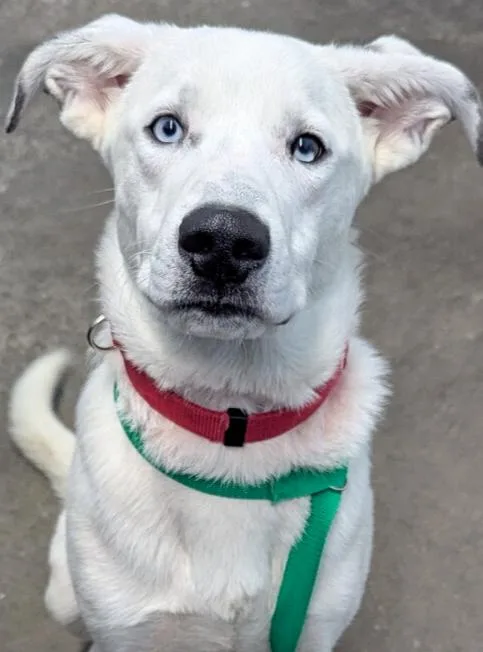 An adult medium-sized male Husky dog named Huck Finn for adoption in Evansville, IN