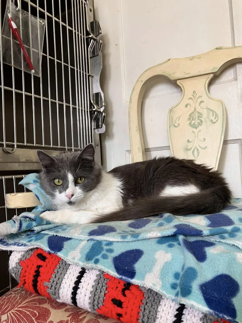 A young medium-sized male Gray & White Domestic Medium Hair cat named Anchovy for adoption in Colbert, GA