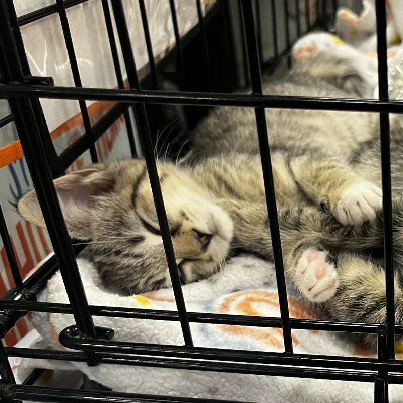 A baby small-sized female Domestic Short Hair cat named Fuji for adoption in Cumming, GA