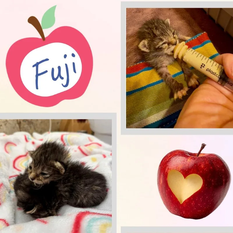 Fuji thumbnail 4