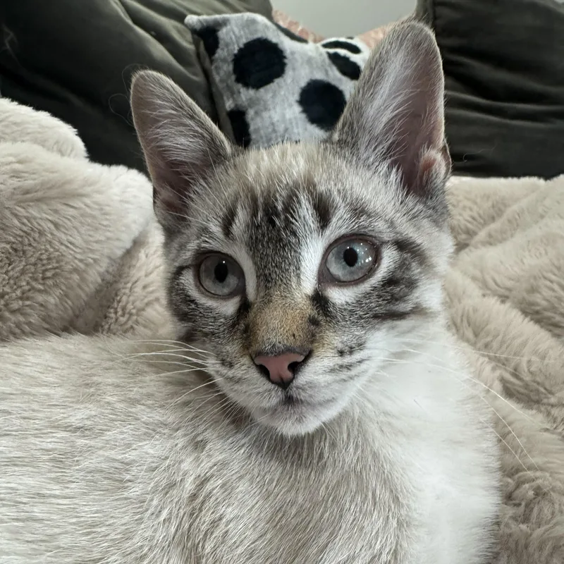 Z. Cavaricci thumbnail 2