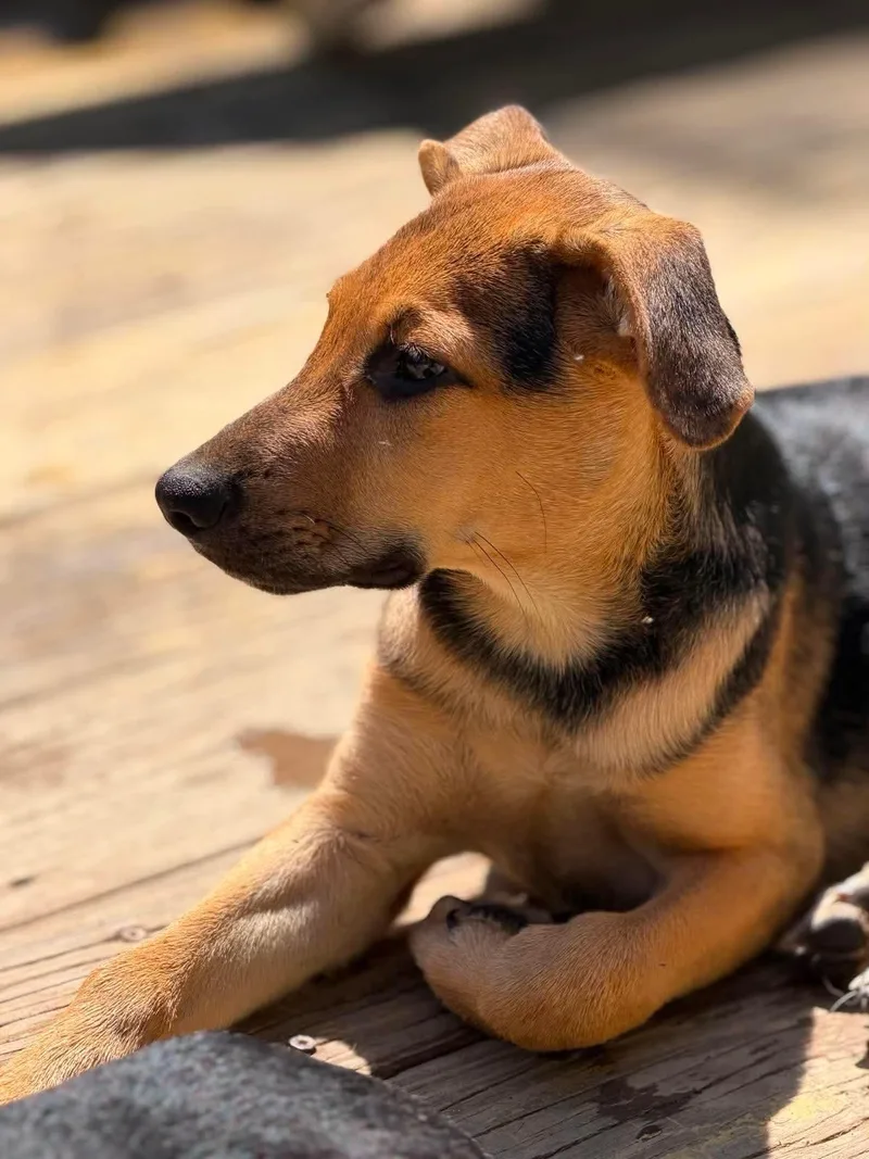 A baby medium-sized male Black Mixed Breed dog named Freddy for adoption in BONIFAY, FL