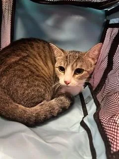 A baby small-sized female White Domestic Short Hair cat named 61631836 for adoption in El Paso, TX