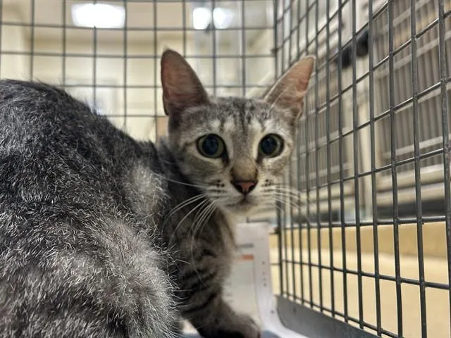 A young medium-sized female Domestic Short Hair cat named A for adoption in Pasadena, TX