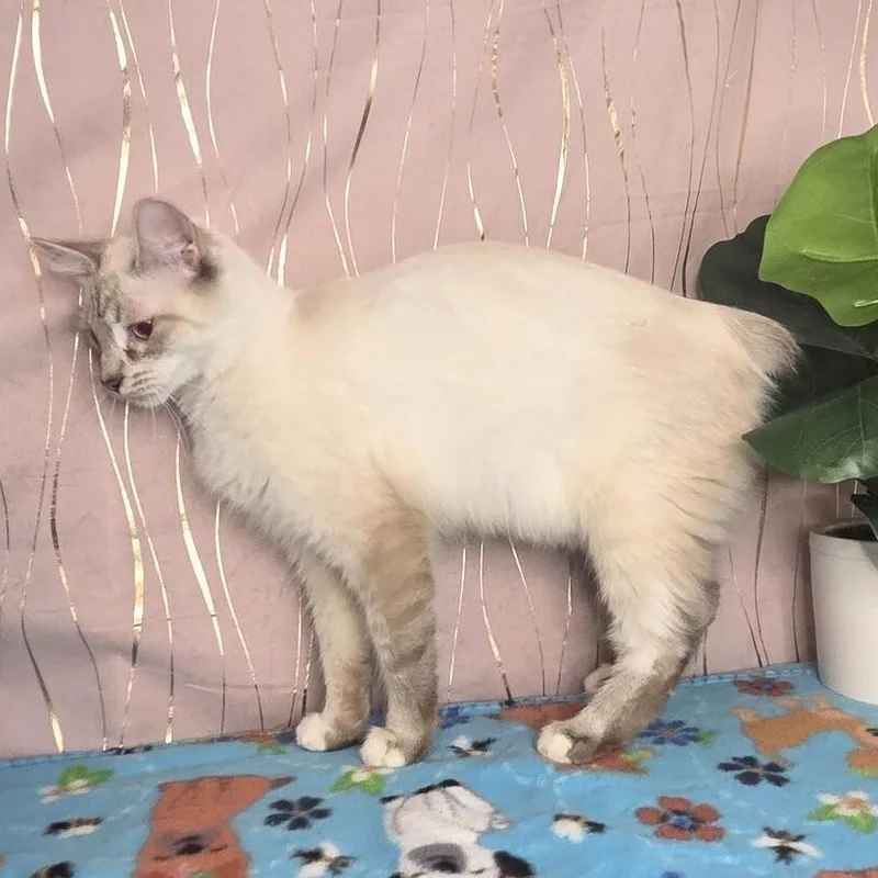 Mirelda