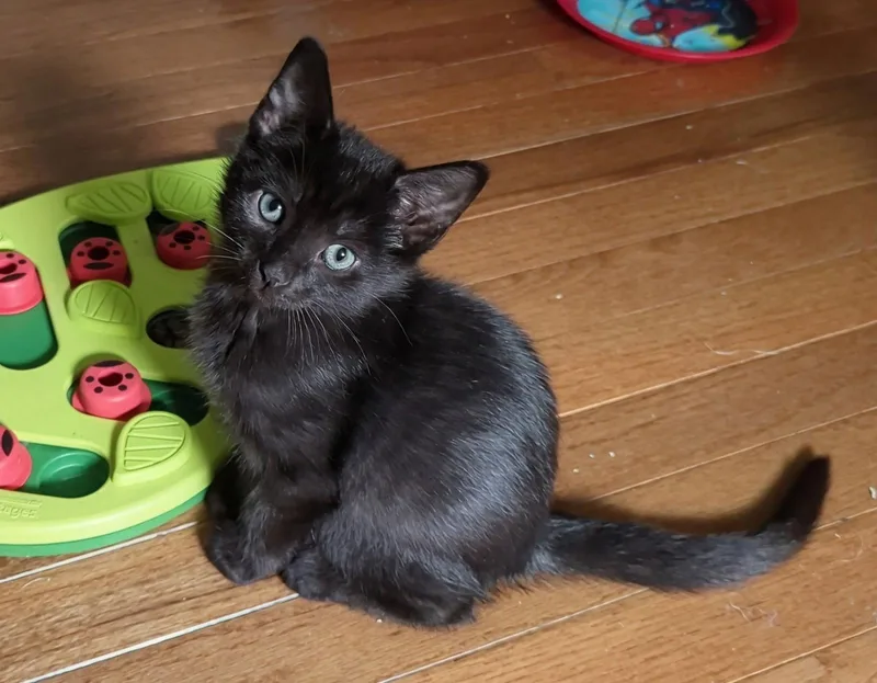 Truffle