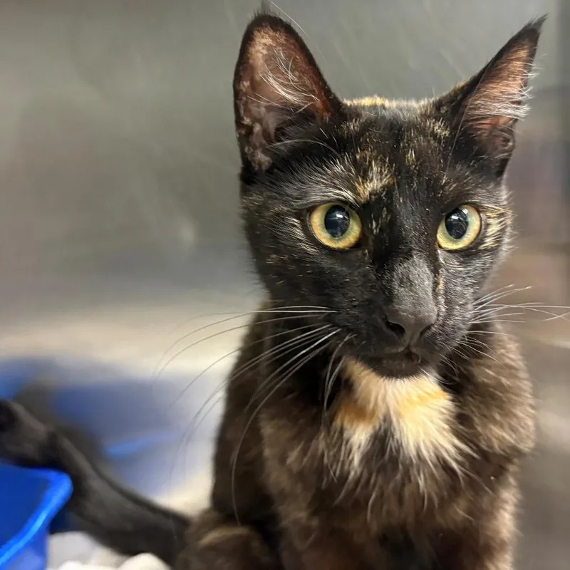 An adult medium-sized female Tortoiseshell Domestic Short Hair cat named Margarita for adoption in East Hanover, NJ