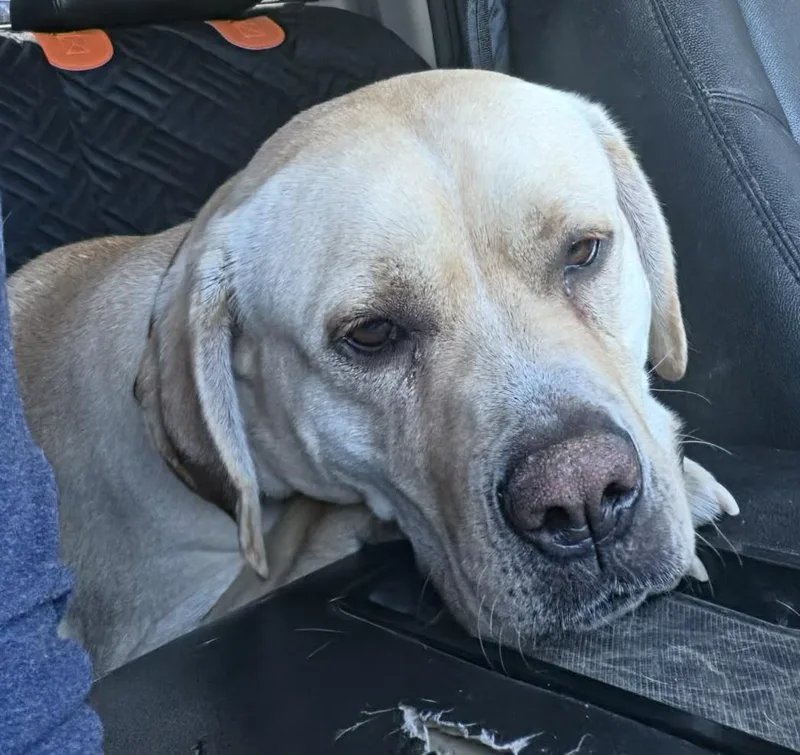 An adult large-sized female Yellow Labrador Retriever dog named Blondie for adoption in Newcastle, WY