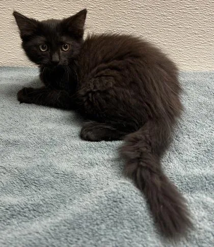 A young small-sized female Domestic Long Hair cat named Ayla for adoption in Phoenix, AZ