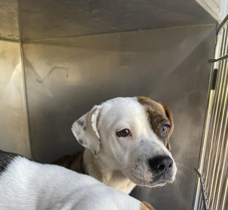 A young medium-sized female Mixed Breed dog named Maggie for adoption in Dallas, TX