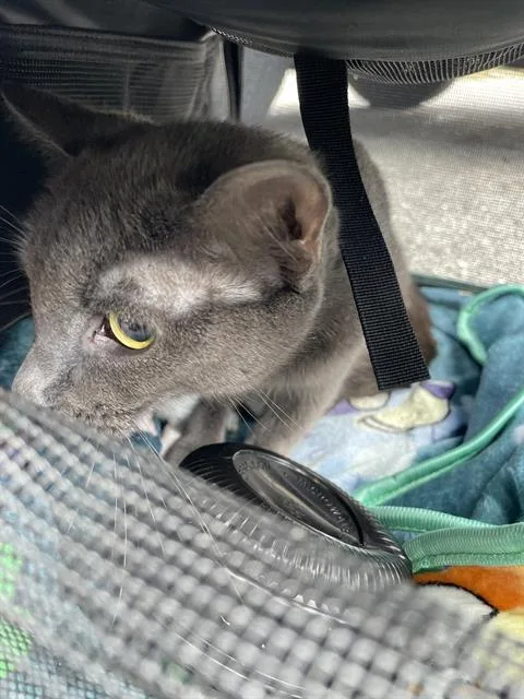 A young large-sized female Domestic Short Hair cat named Mila for adoption in Palmetto, FL