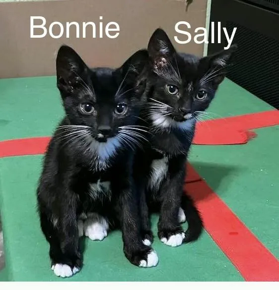 A baby medium-sized female Black & White / Tuxedo Domestic Short Hair cat named Sally Riley Fuzzell for adoption in Spring, TX