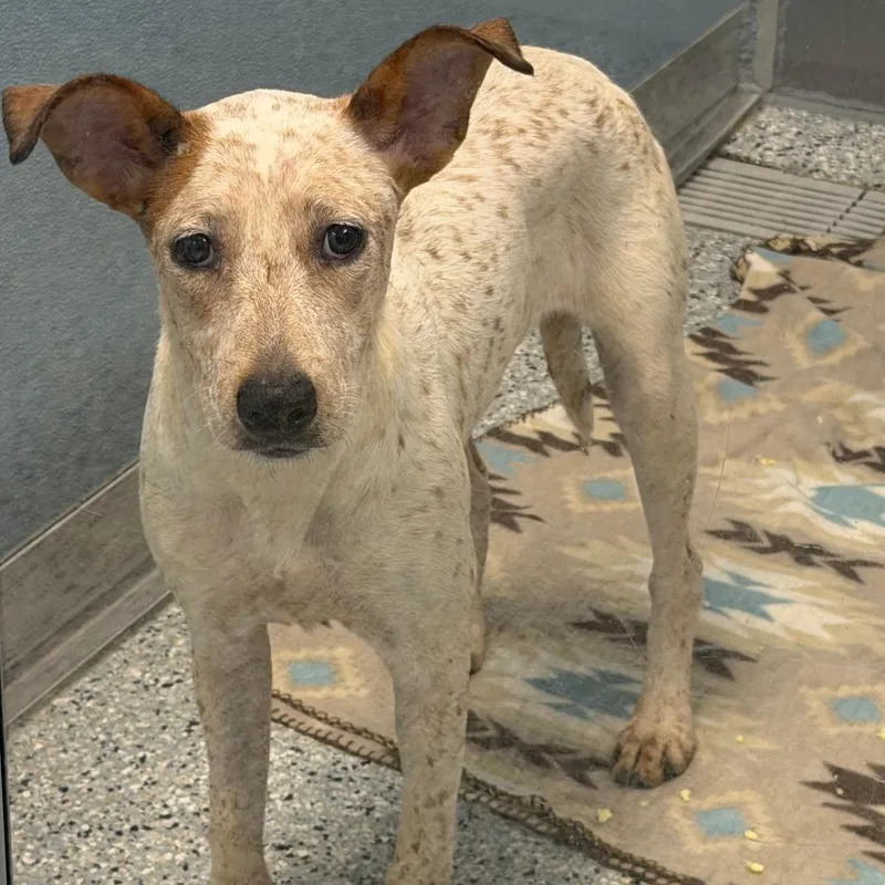 An adult medium-sized female White / Cream Mixed Breed dog named Aurora for adoption in Dayton, OH