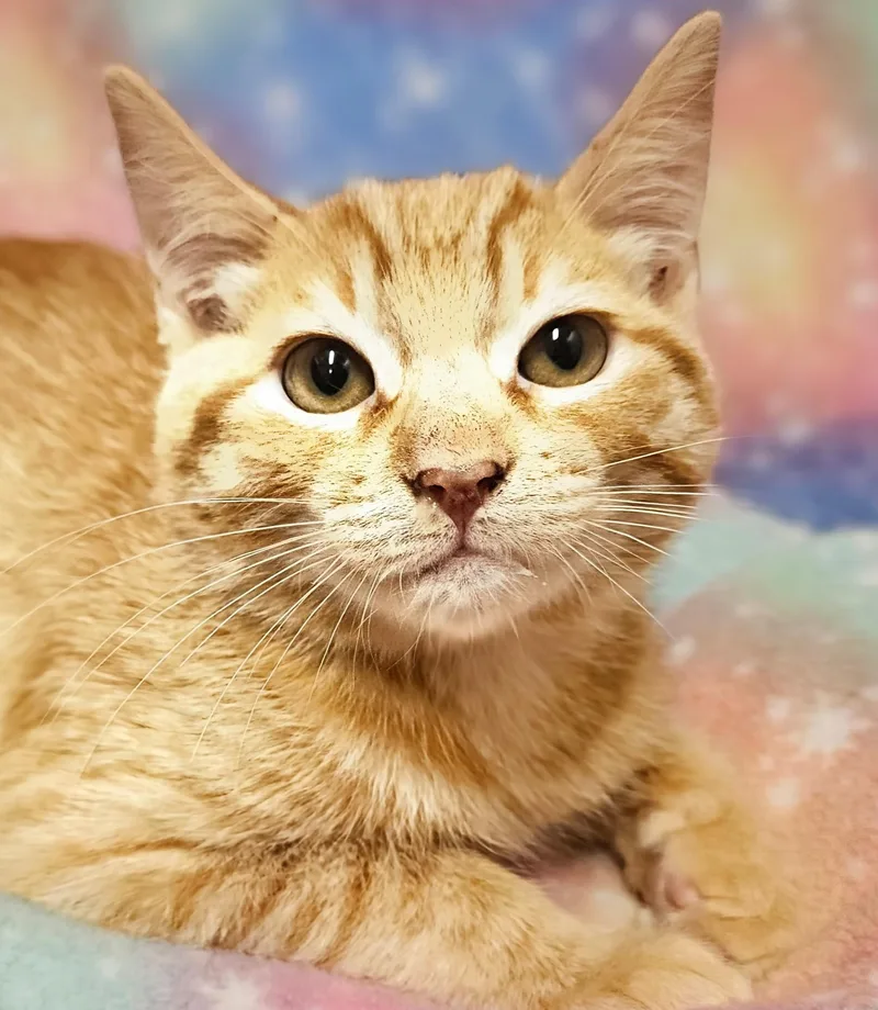 A baby small-sized male Tabby (Orange / Red) Domestic Short Hair cat named Beau  Rancho Cucamonga for adoption in Yorba Linda, CA