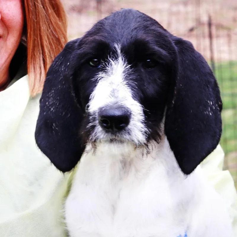 A baby small-sized female Black Coonhound dog named Ct Dizzy for adoption in Eastford, CT