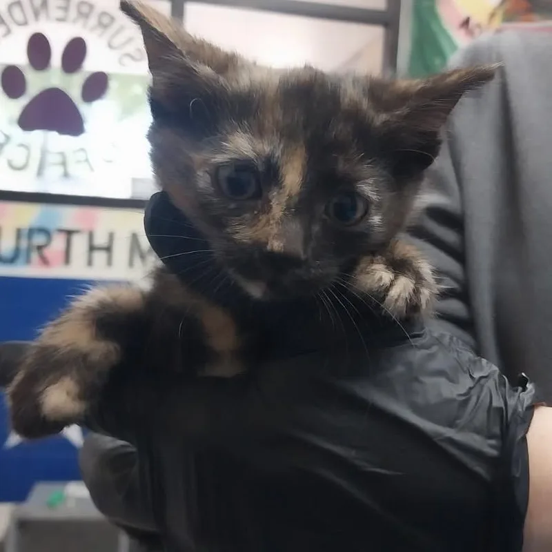 A baby small-sized female Torbie Domestic Short Hair cat named Tory for adoption in Lufkin, TX