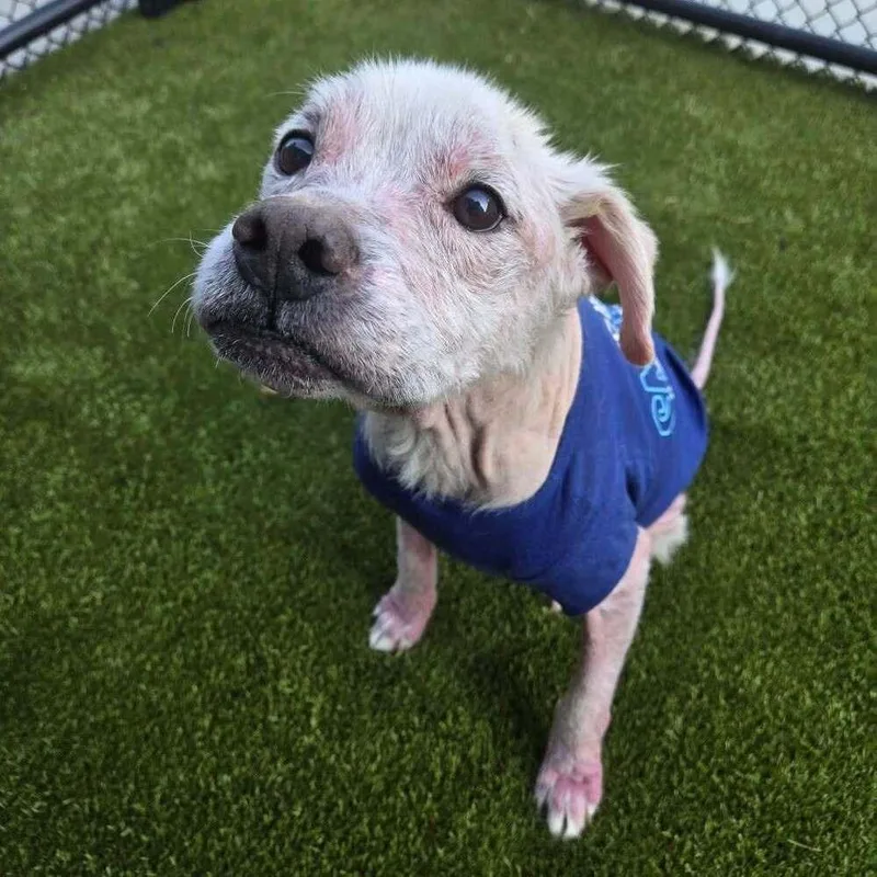 A senior medium-sized male Terrier dog named Rye for adoption in New York, NY