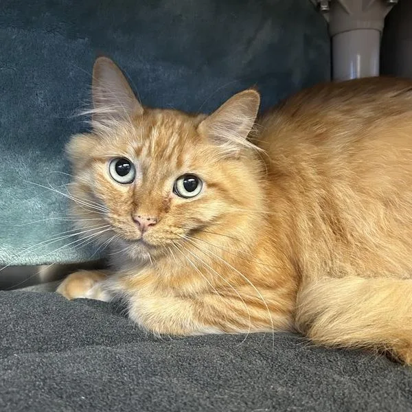 A senior small-sized male Domestic Long Hair cat named Zeus for adoption in Oakland, CA