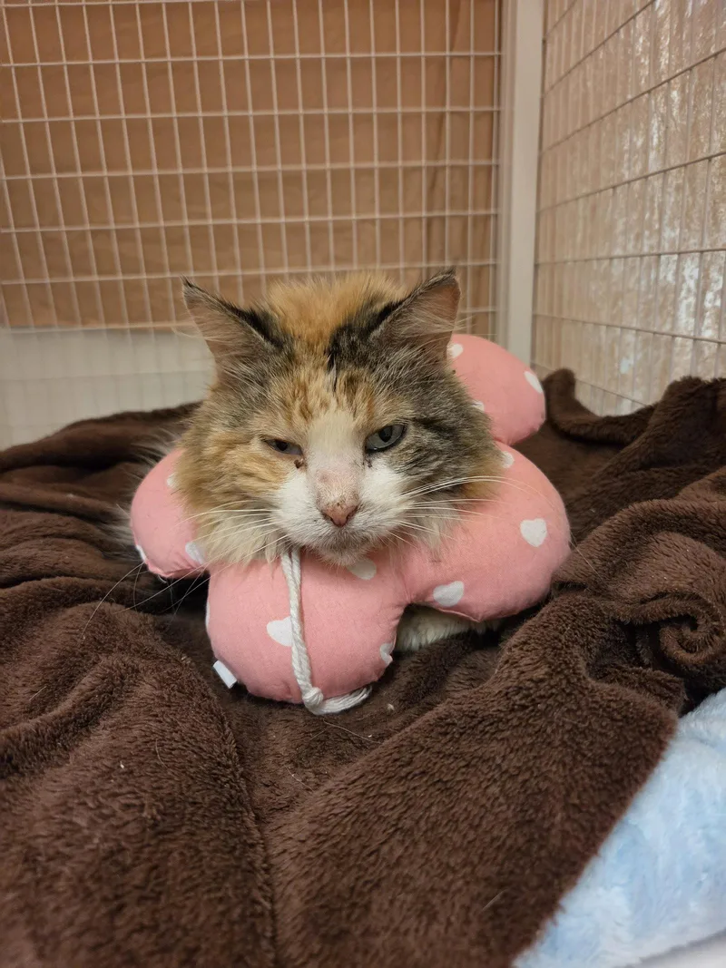An adult medium-sized female Domestic Long Hair cat named Nora for adoption in Williamsburg, IA