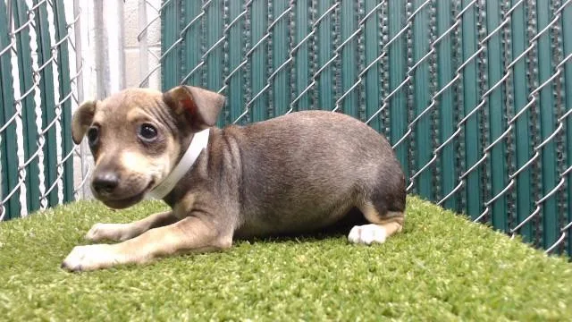 A baby medium-sized male Schnauzer dog named Ello for adoption in Downey, CA
