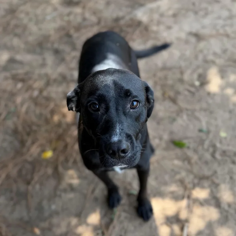 An adult medium-sized male Black Labrador Retriever dog named Max for adoption in Summerdale, AL
