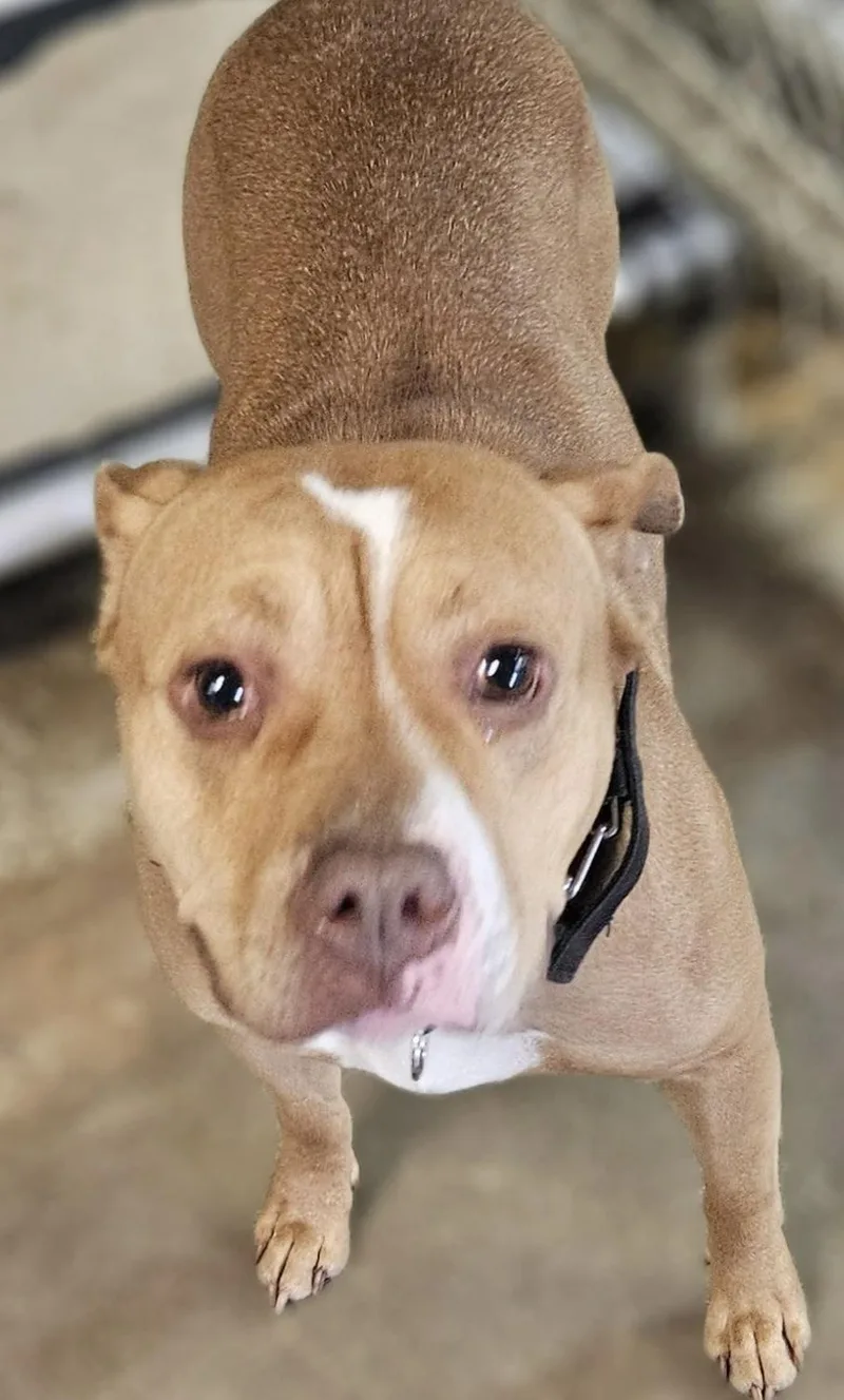 A young medium-sized female American Bully dog named Crystal HOLD for adoption in Canton, OH