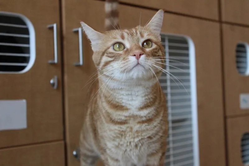 A young large-sized male Domestic Short Hair cat named Prince for adoption in Chestertown, MD