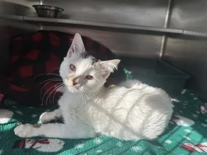 A young medium-sized male Domestic Short Hair cat named S'mors for adoption in Manitowoc, WI