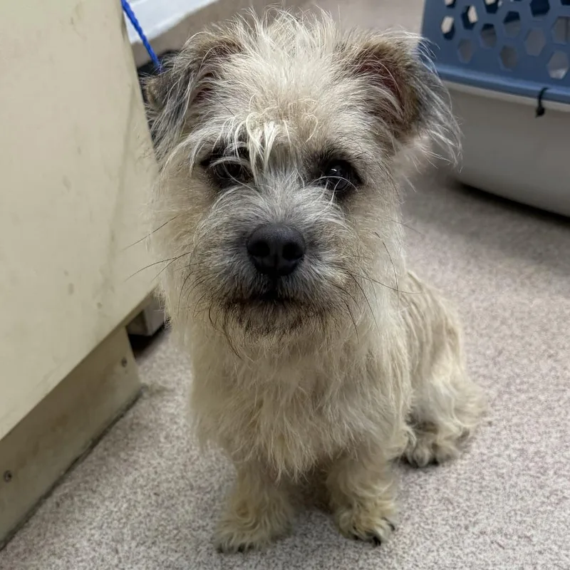 A young small-sized male White / Cream Terrier dog named Barkley for adoption in Ardmore, OK