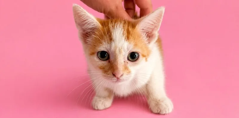 A baby small-sized female Domestic Short Hair cat named Fluff Puff for adoption in Wauchula, FL