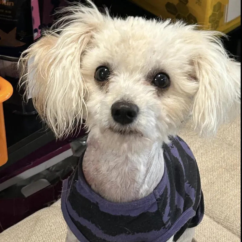 An adult small-sized male White / Cream Poodle dog named Biggie for adoption in Rockville, MD