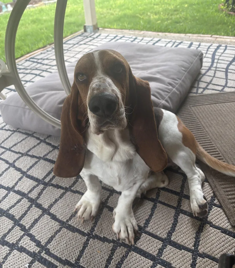 An adult large-sized male Basset Hound dog named Charlie for adoption in Grapevine, TX