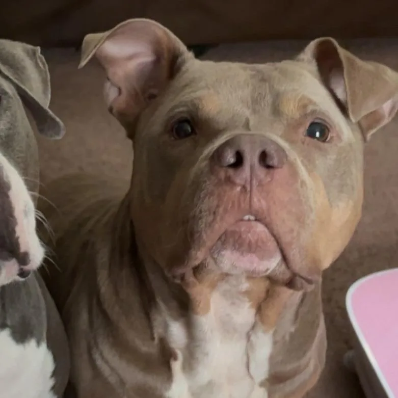 An adult large-sized male Brown / Chocolate Pit Bull Terrier dog named Tokyo for adoption in Newark, NJ