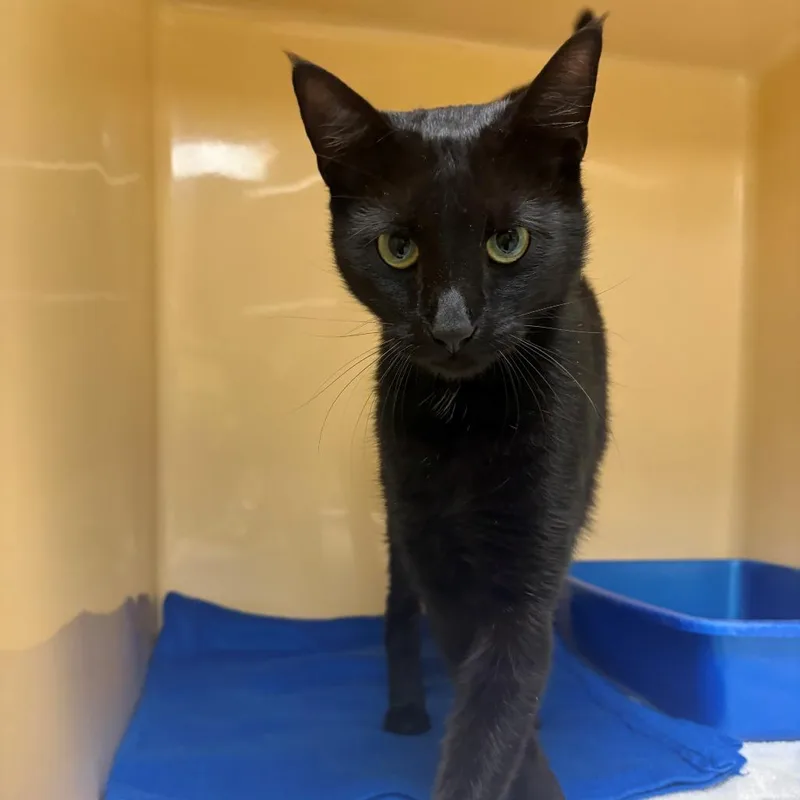 A young medium-sized male Black Domestic Short Hair cat named Duke for adoption in East Hanover, NJ