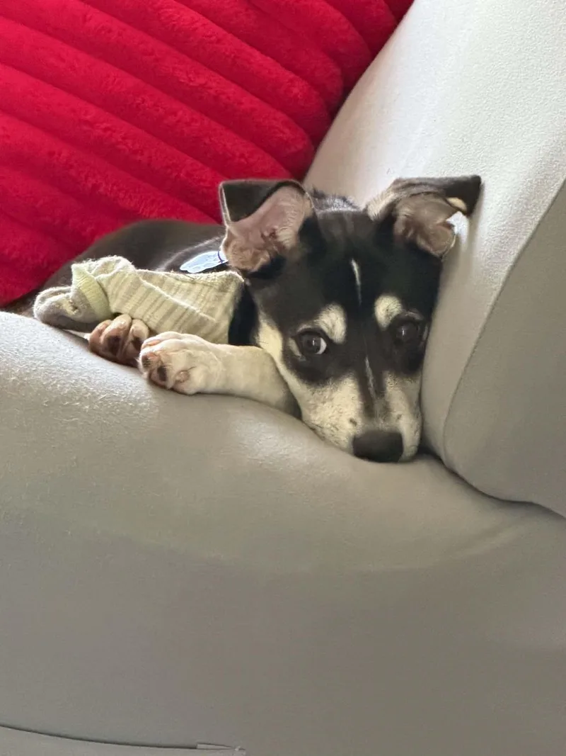 A baby small-sized male Chihuahua dog named Luka for adoption in Coldwater, MI