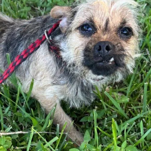 A young small-sized male Bicolor Brussels Griffon dog named Petey for adoption in Jackson, LA