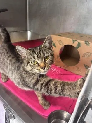 An adult medium-sized female Domestic Short Hair cat named Prom Queen for adoption in West Chester, PA