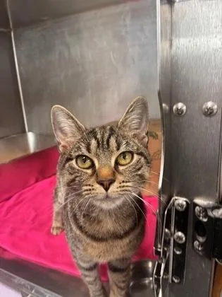 Prom Queen thumbnail 2