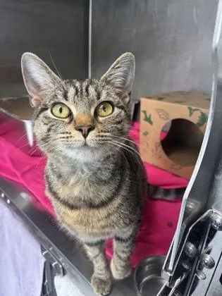 Prom Queen thumbnail 3