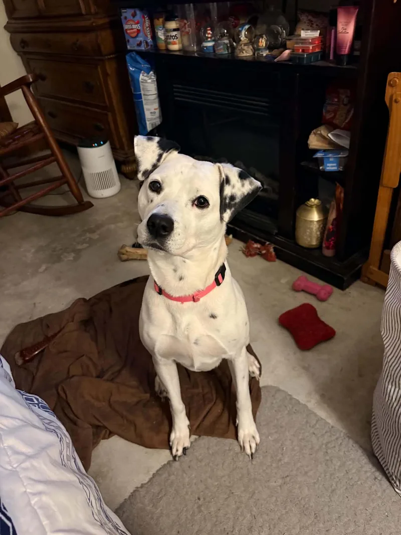 A young large-sized female White / Cream Dalmatian dog named ScarlettColumbia  SC for adoption in San Diego, CA