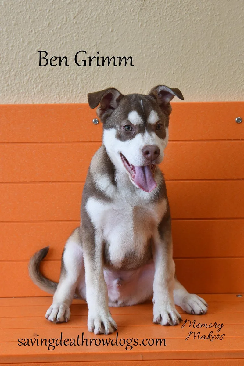 A baby large-sized male Husky dog named Ben Grimm for adoption in Topeka, KS