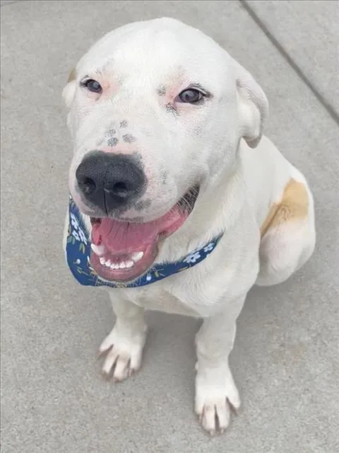 A young large-sized female Labrador Retriever dog named Lisa for adoption in Tulsa, OK