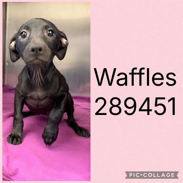 A baby small-sized female Mixed Breed dog named Waffles for adoption in Macon, GA