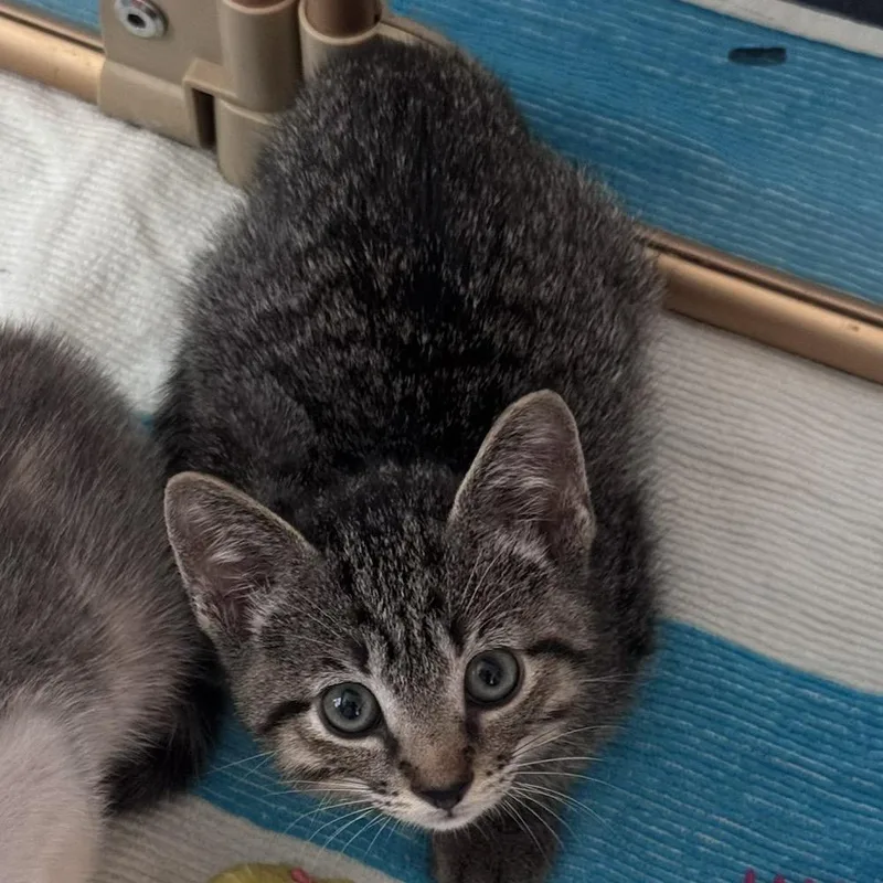 A baby small-sized male Gray / Blue / Silver Domestic Short Hair cat named Squiggy for adoption in Jupiter, FL