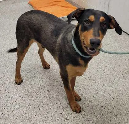 An adult extra large-sized male Black Mixed Breed dog named Sandler for adoption in Kansas City, MO
