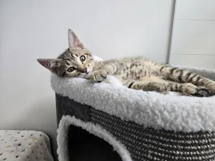 A baby small-sized male Domestic Short Hair cat named Duke for adoption in Bellevue, WA