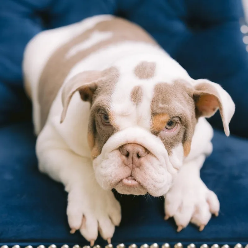 A baby medium-sized male English Bulldog dog named Simien for adoption in Zionsville, IN