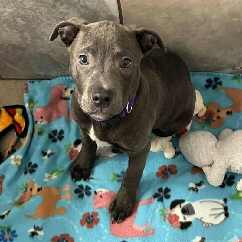 A baby medium-sized male Gray / Blue / Silver Pit Bull Terrier dog named Monty for adoption in South Elgin, IL